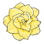 006-carnation